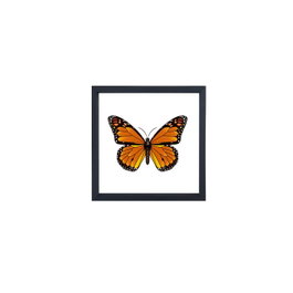 Wallity Cuadro Decorativo Enmarcado Multicolor 32 x 32 cm